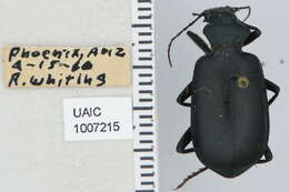 Слика од Calosoma (Carabosoma) parvicolle Fall 1910