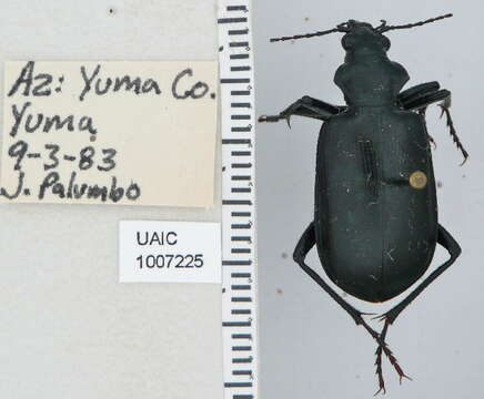 Слика од Calosoma (Carabosoma) parvicolle Fall 1910