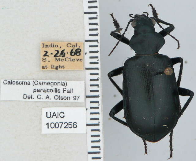 Слика од Calosoma (Carabosoma) parvicolle Fall 1910