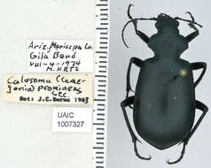 Image of Calosoma (Carabosoma) prominens Le Conte 1853