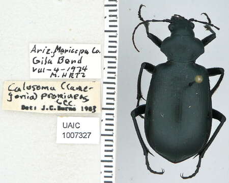 Imagem de Calosoma (Carabosoma) prominens Le Conte 1853