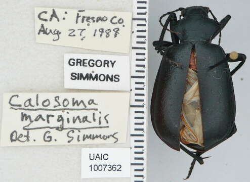 Imagem de Calosoma (Carabosoma) prominens Le Conte 1853