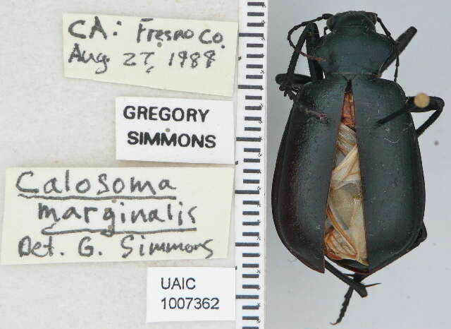 Image of Calosoma (Carabosoma) prominens Le Conte 1853