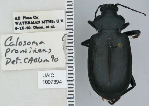 Imagem de Calosoma (Carabosoma) prominens Le Conte 1853