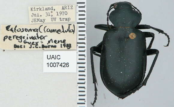 Слика од Calosoma (Carabosoma) peregrinator Guérin-Méneville 1844