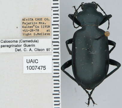 Imagem de Calosoma (Carabosoma) peregrinator Guérin-Méneville 1844