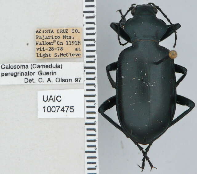 Слика од Calosoma (Carabosoma) peregrinator Guérin-Méneville 1844