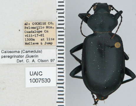 Imagem de Calosoma (Carabosoma) peregrinator Guérin-Méneville 1844