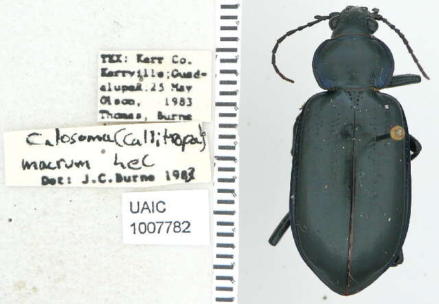 Слика од Calosoma (Callitropa) macrum Le Conte 1853