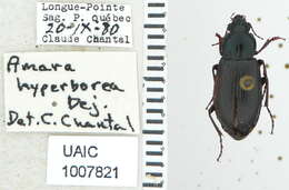 Image of Amara (Curtonotus) hyperborea Dejean 1831