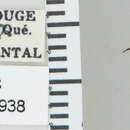 Image of Amara (Xenocelia) discors Kirby 1837