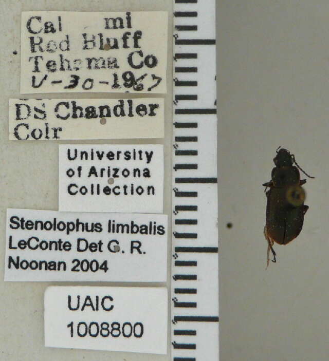 Image of Stenolophus (Stenolophus) limbalis Le Conte 1857