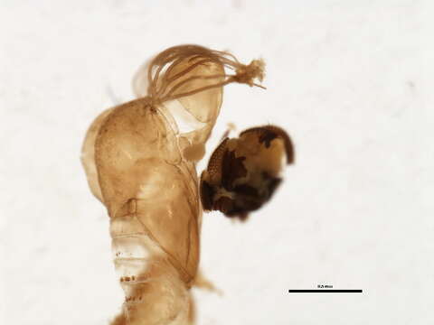 Image of Simulium cuasiexiguum Shelley, Luna Dias, Maia-Herzog, Lowry, Garritano, Penn & Camargo 2001