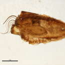 Image of Simulium pseudocallidum Diaz Najera 1965