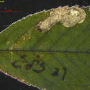 Image of Ectoedemia rosae van Nieukerken & Berggren 2011