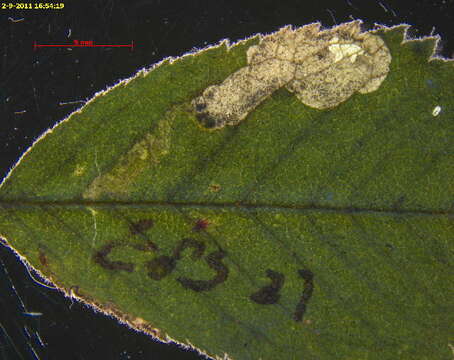 Image of Ectoedemia rosae van Nieukerken & Berggren 2011