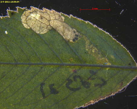 Image of Ectoedemia rosae van Nieukerken & Berggren 2011