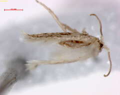 Image of Ectoedemia tersiusi Mey 2004