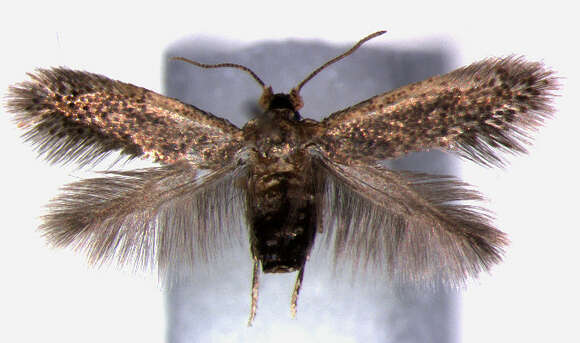 Image of <i>Pectinivalva caenodoragroup</i>