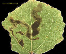 Stigmella assimilella (Zeller 1848) Fletcher et al. 1945 resmi