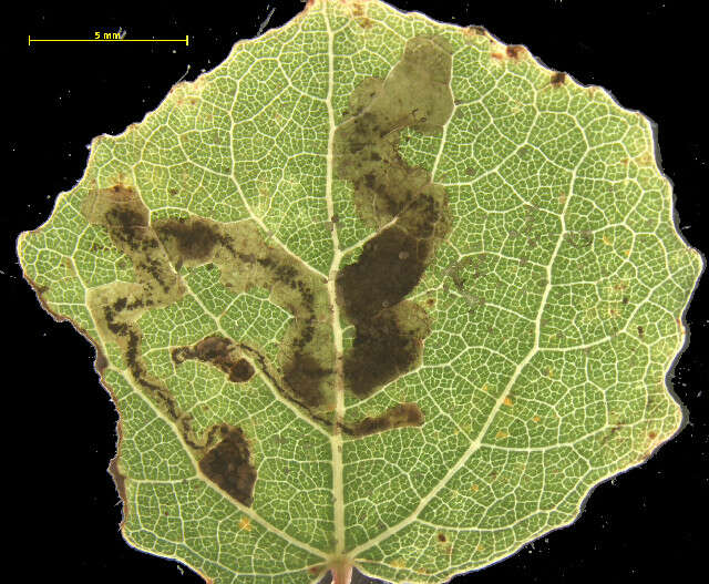 Image of Stigmella assimilella (Zeller 1848) Fletcher et al. 1945