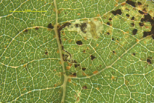 Stigmella assimilella (Zeller 1848) Fletcher et al. 1945 resmi