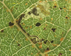 Image of Stigmella assimilella (Zeller 1848) Fletcher et al. 1945