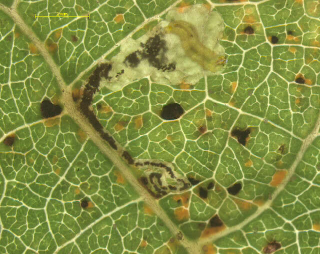 Image of Stigmella assimilella (Zeller 1848) Fletcher et al. 1945