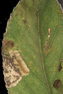 Image of Stigmella obliquella (Heinemann 1862) Vári 1944