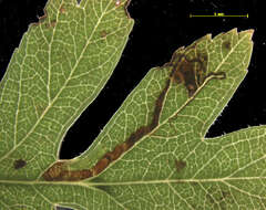 Imagem de Stigmella oxyacanthella (Stainton 1854) Beirne 1945