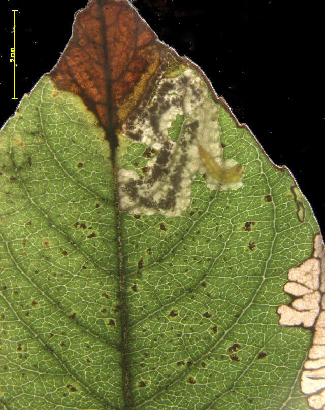 Image of Stigmella salicis (Stainton 1854) Fletcher et al. 1945