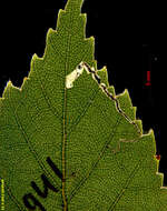 Image of Stigmella glutinosae (Stainton 1858) Beirne 1945