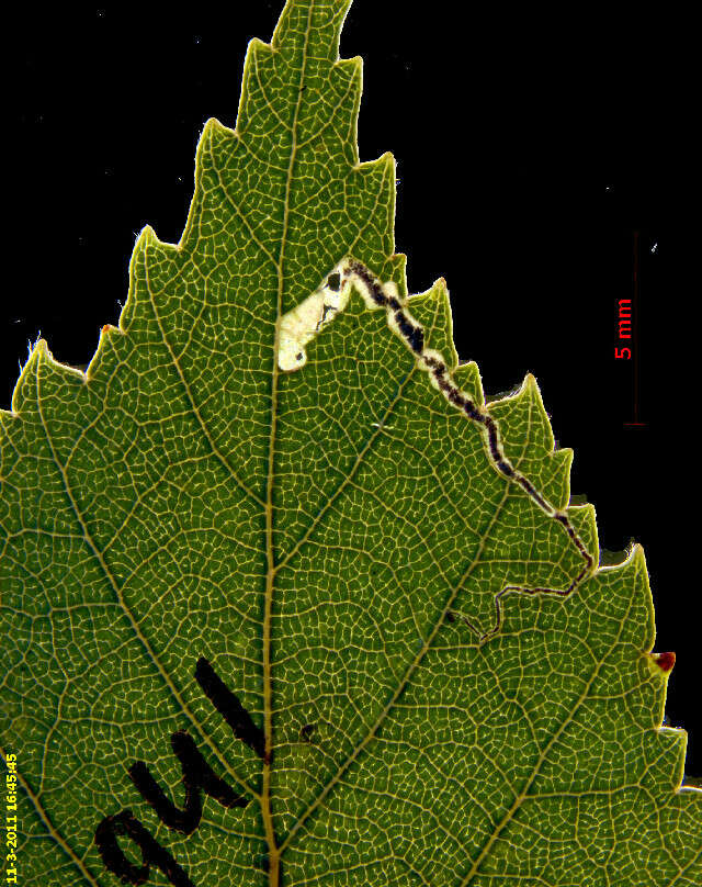 Image of Stigmella glutinosae (Stainton 1858) Beirne 1945