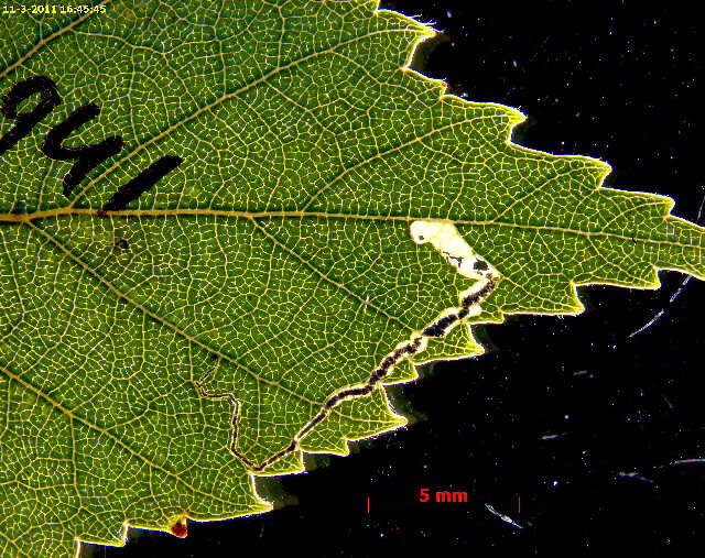 Image of Stigmella glutinosae (Stainton 1858) Beirne 1945