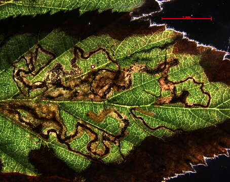 Image of Stigmella auromarginella (Richardson 1890) Gerasimov 1952