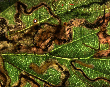 Image of Stigmella auromarginella (Richardson 1890) Gerasimov 1952