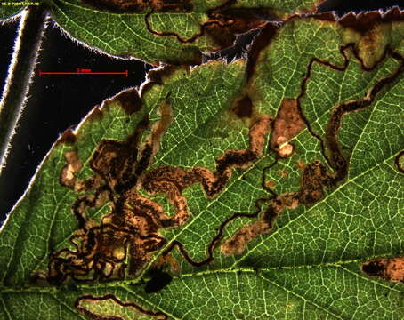 Image of Stigmella auromarginella (Richardson 1890) Gerasimov 1952