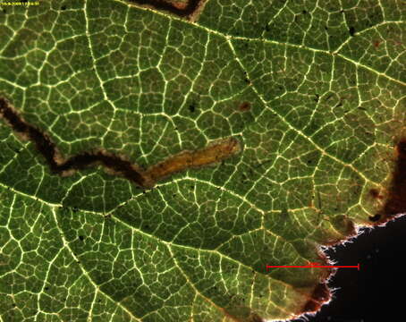 Plancia ëd Stigmella auromarginella (Richardson 1890) Gerasimov 1952