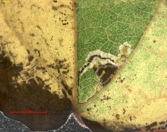 Stigmella assimilella (Zeller 1848) Fletcher et al. 1945 resmi