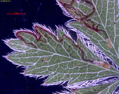 صورة Stigmella tormentillella (Herrich-Schäffer 1860) Gerasimov 1952