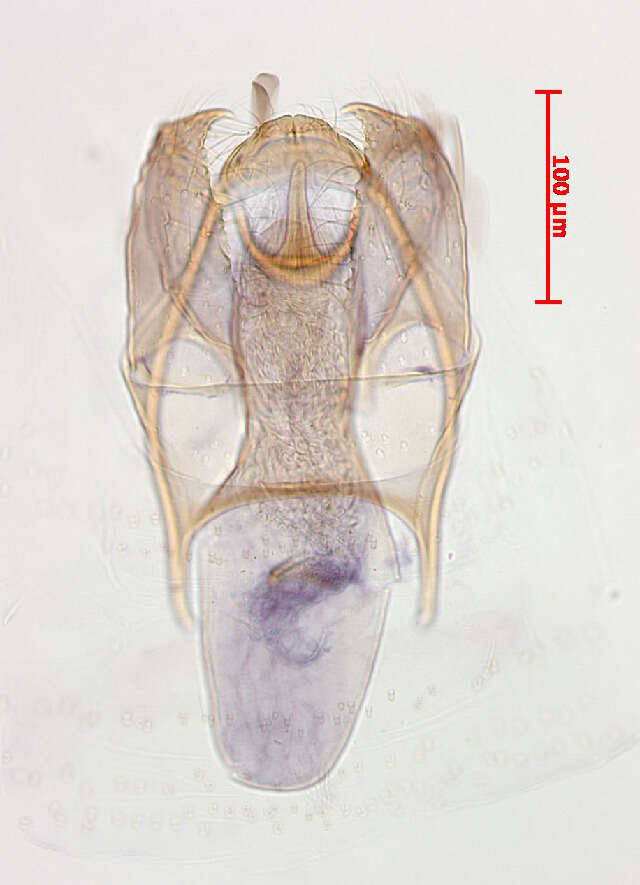 صورة Stigmella irregularis Puplesis 1994