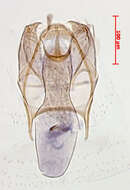 صورة Stigmella irregularis Puplesis 1994