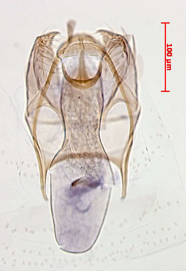 صورة Stigmella irregularis Puplesis 1994