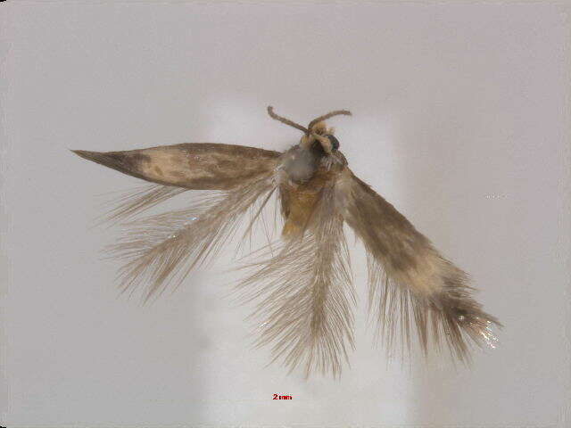 صورة Stigmella irregularis Puplesis 1994