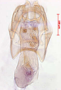 Image of Stigmella johanssonella A. Laštuvka & Z. Laštuvka 1997