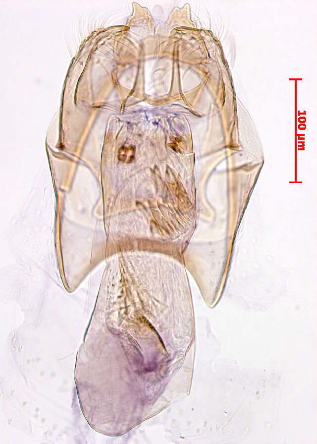 Image of Stigmella johanssonella A. Laštuvka & Z. Laštuvka 1997