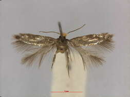 Image of Stigmella suberivora (Stainton 1869) Beirne 1945