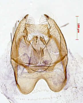 Image of Stigmella glutinosae (Stainton 1858) Beirne 1945