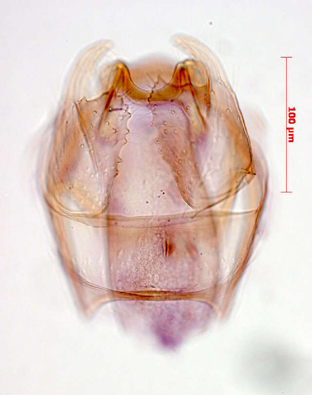 Imagem de Stigmella desperatella (Frey 1856) Beirne 1945