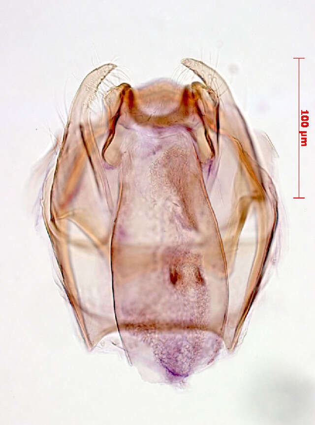 Imagem de Stigmella desperatella (Frey 1856) Beirne 1945